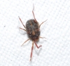 Erythraeidae Erythraeidae