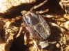 Hyalomma sp.