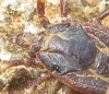 Hyalomma sp.
