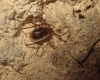 Ixodes (Eschatocephalus) vespertilionis