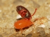 Leptus