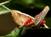 Leptus