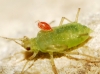 Leptus