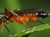 Leptus