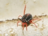 Penthaleidae