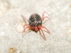 Penthaleidae