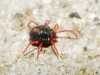 Penthaleidae