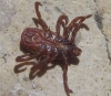 Rhipicephalus sanguineus