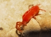Trombidiidae