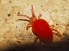 Trombidiidae