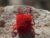 Trombidiidae