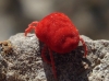 Trombidiidae