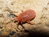 Trombidiidae