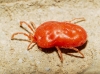 Trombidiidae