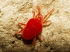 Trombidiidae