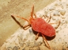 Trombidiidae