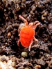 Trombidiidae