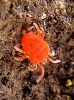 Trombidiidae