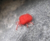 Trombidiidae