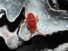 Trombidiidae