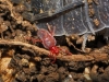Trombidiidae