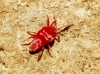 Trombidiidae