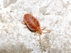 Trombidiidae