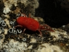 Trombidiidae