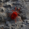 Trombidiidae
