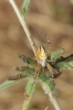Aculepeira armida