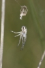 Aculepeira sp.
