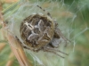 Agalenatea redii