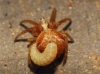 Araneidae ?