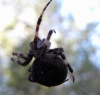 Araneus-1-2