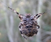 Araneus-2-2