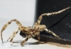 Araneus 2/6