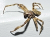 Araneus 3/6
