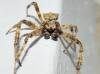 Araneus 4/6