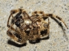 Araneus 6/6