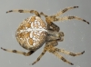 Araneus diadematus