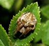 Araneus angulatus