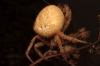 Araneus diadematus