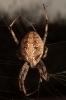 Araneus diadematus