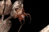Araneus sp