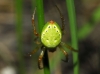 Araniella cf. cucurbitina