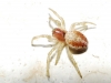 Araniella sp.