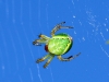 Araniella sp.