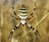 Argiope bruennichi