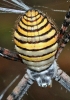 Argiope trifasciata