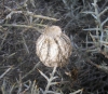 Argiope sp.